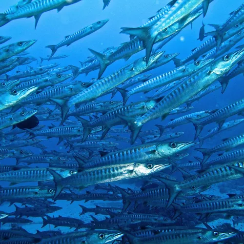 Croisière Best of Tiran /  Nord de l&amp;#039;Egypte Visuel